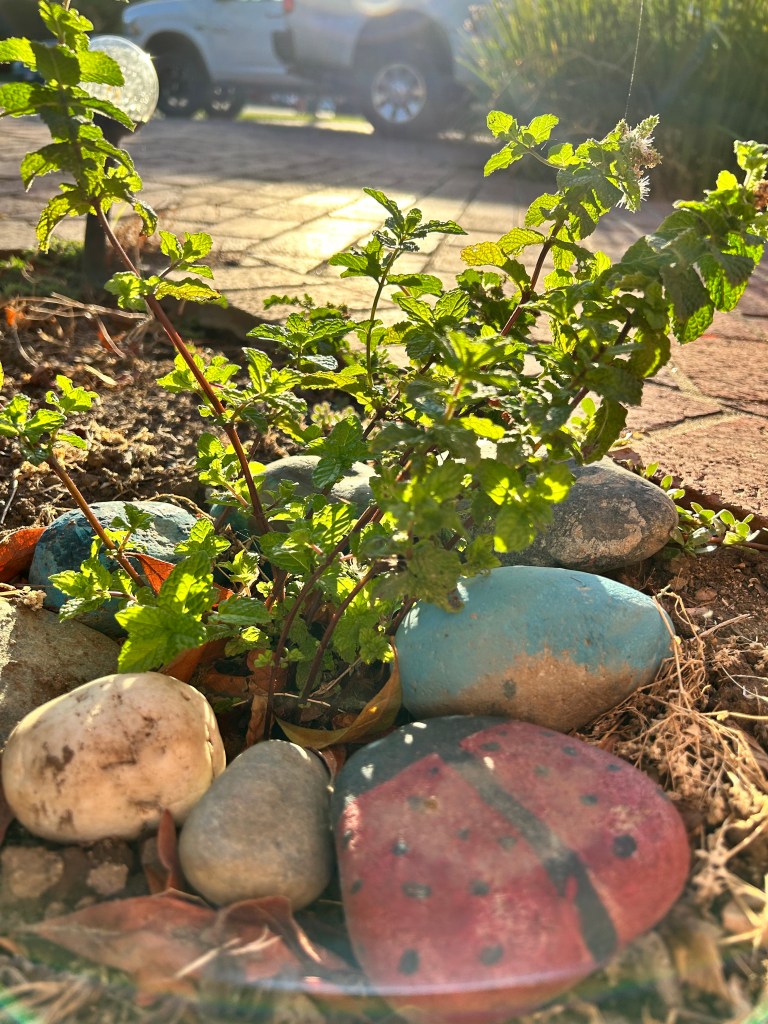 Photo of Mint surrounded by painted rocks