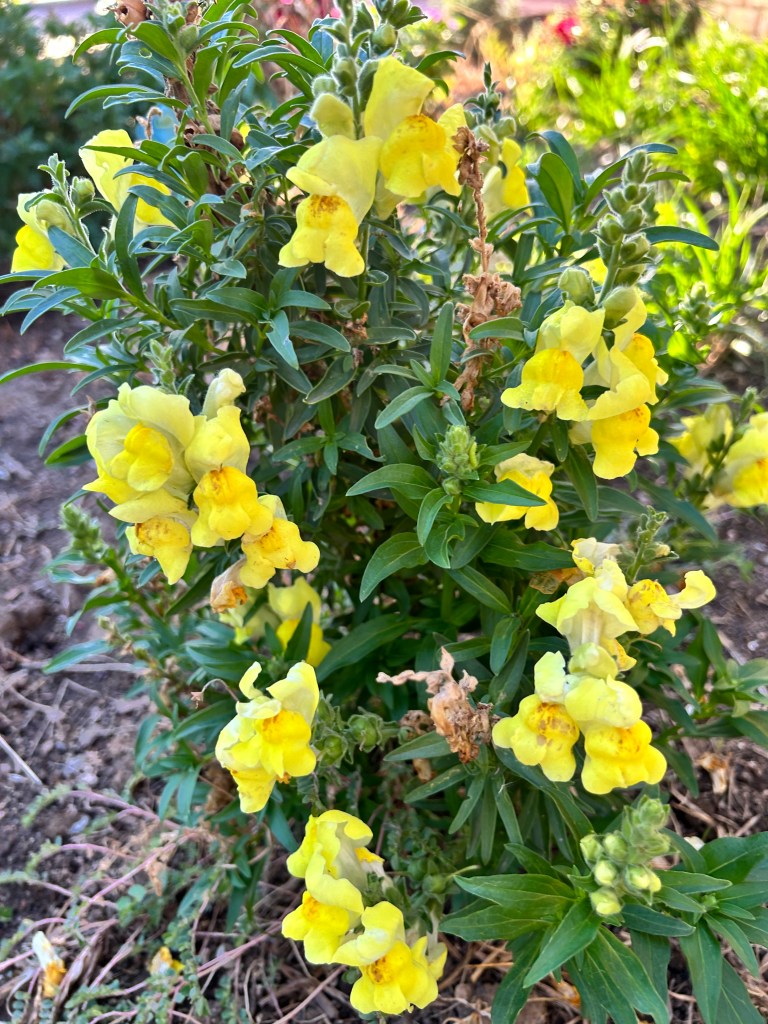 Yellow Snapdragons