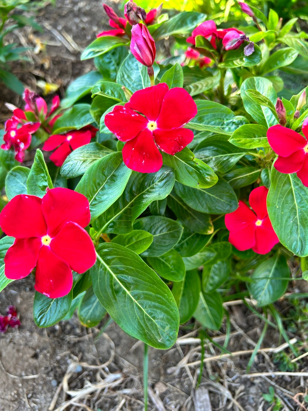 Fix It Friday: Finding the Zen in Parenting: How Gardening Helps Me&nbsp;Unwind