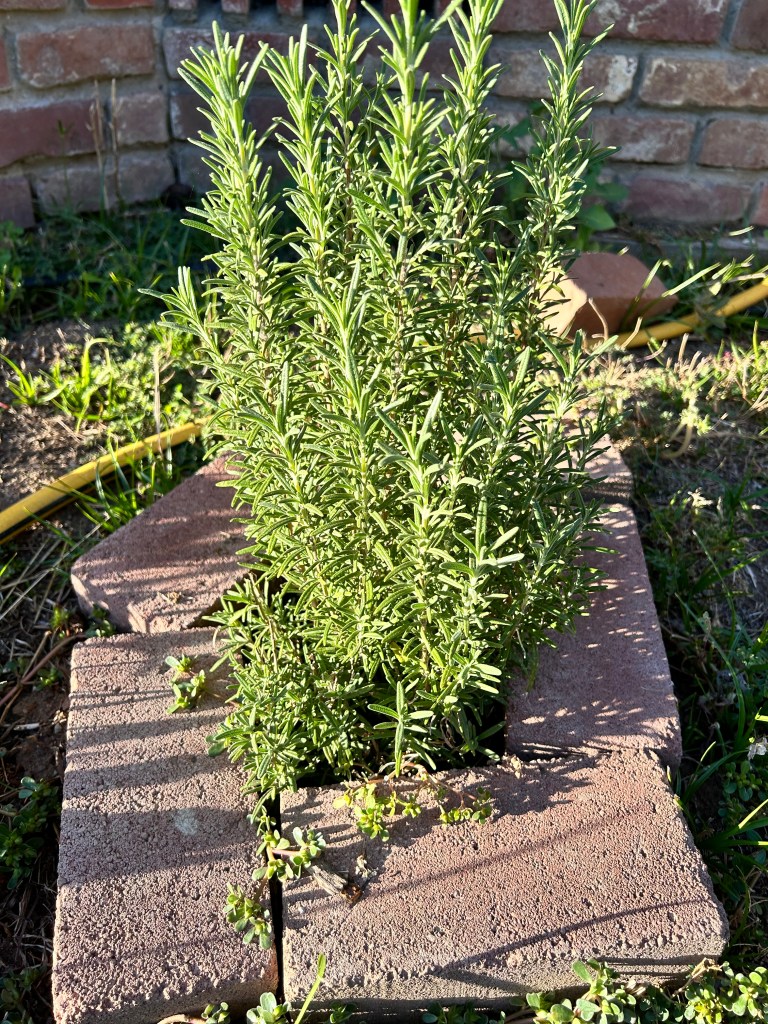 Rosemary plant
